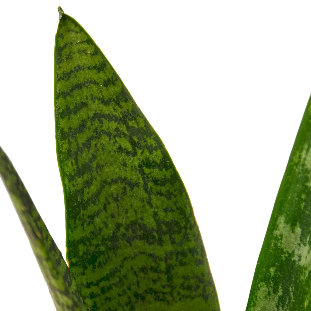 sansevieria red Sansevieria hybrid unyil