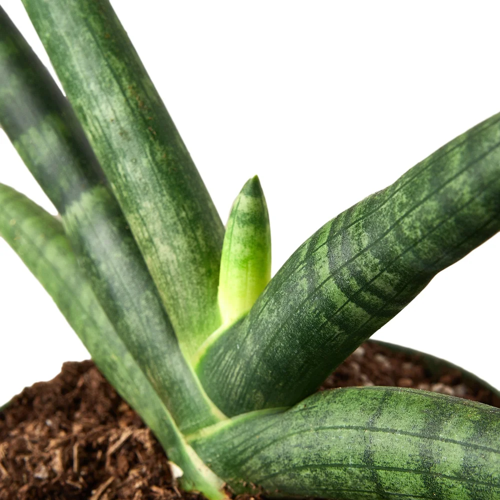 Starfish Snake Plant  Aloha Plant Life