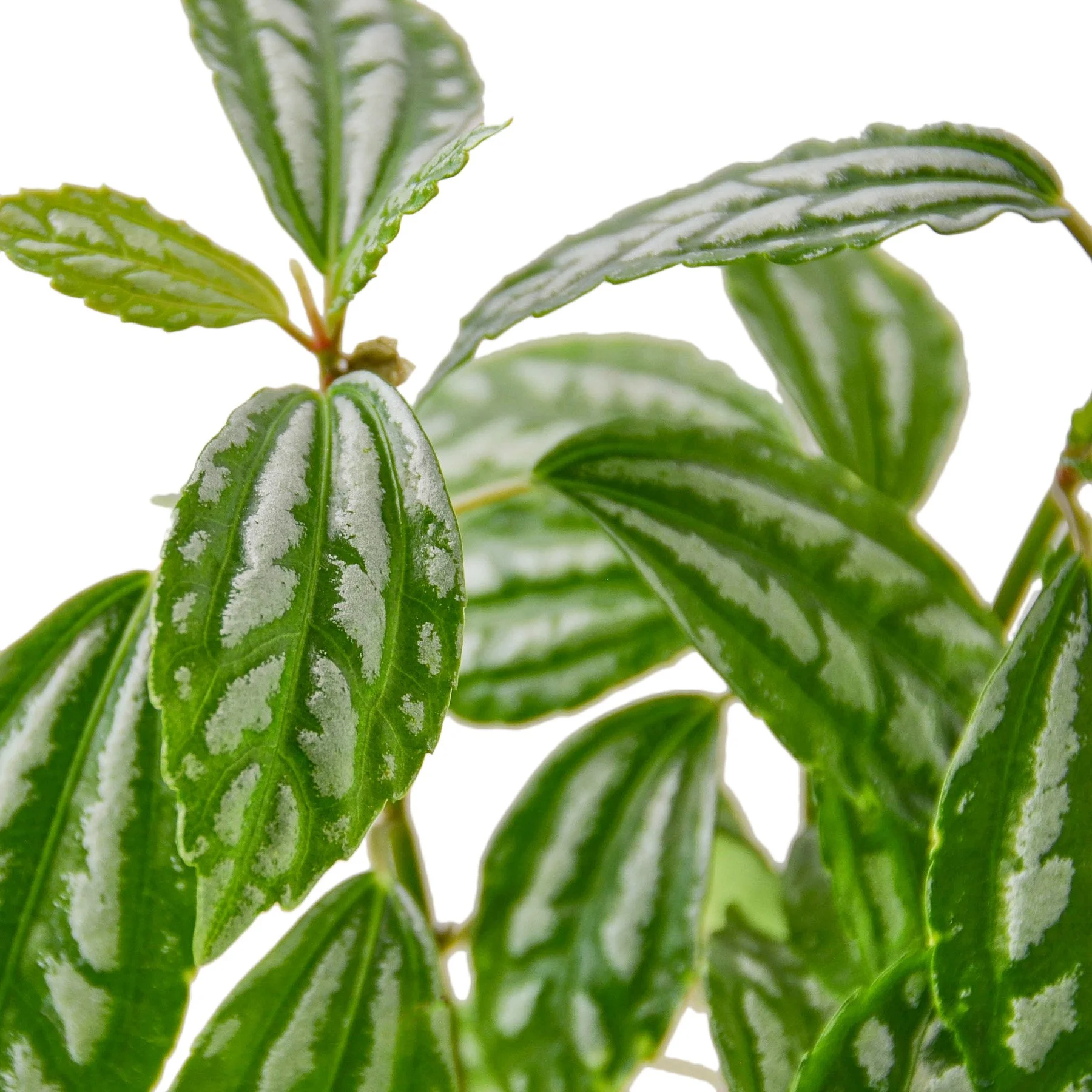 1-Pilea-Aluminum-4 DETAIL.jpg