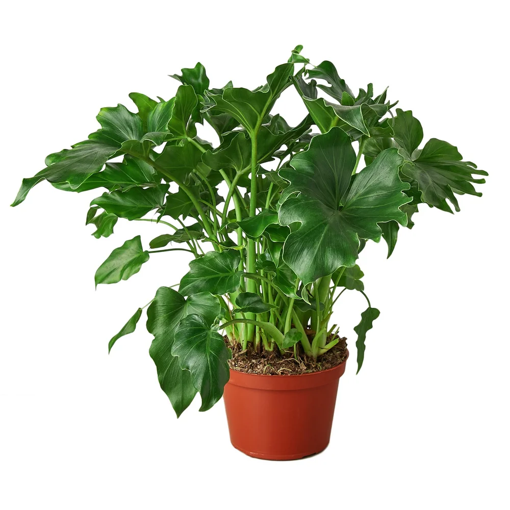 Thaumatophyllum 'Little Hope'  Aloha Plant Life