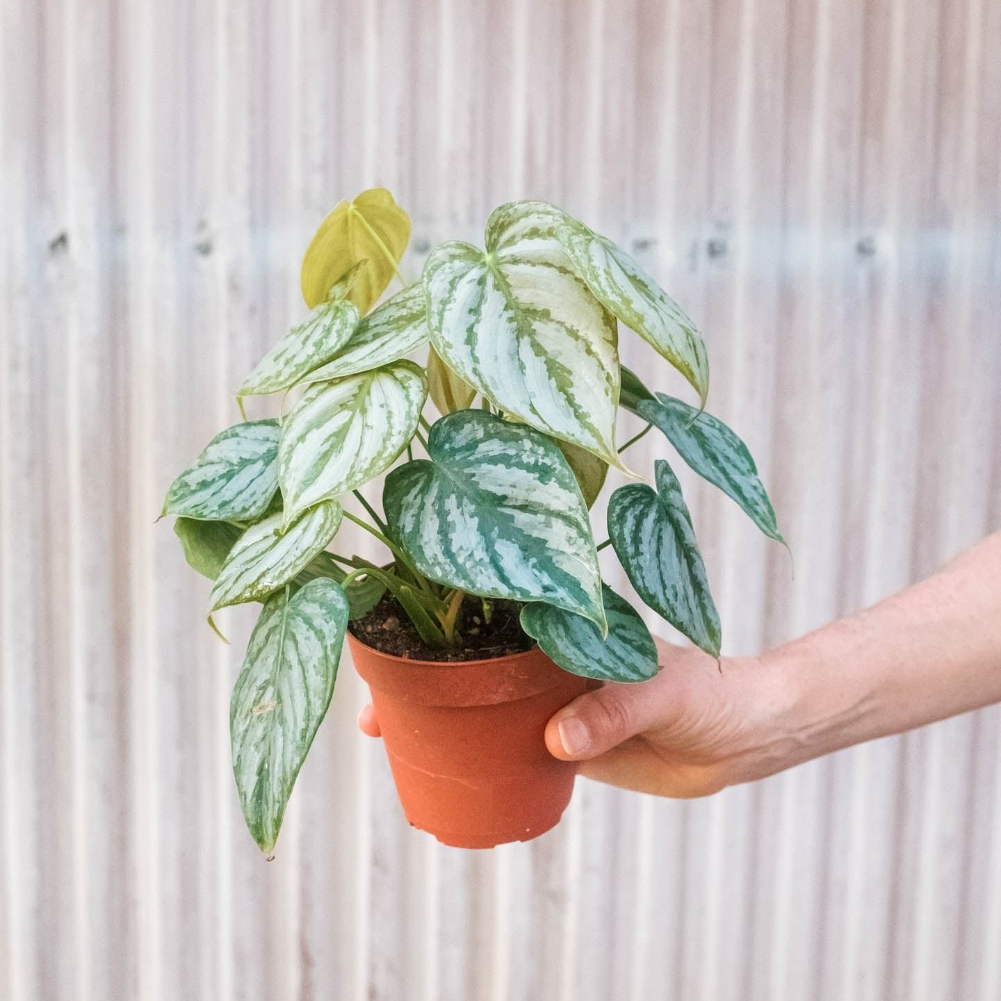 4_PHILODENDRON_BRANDI.jpg