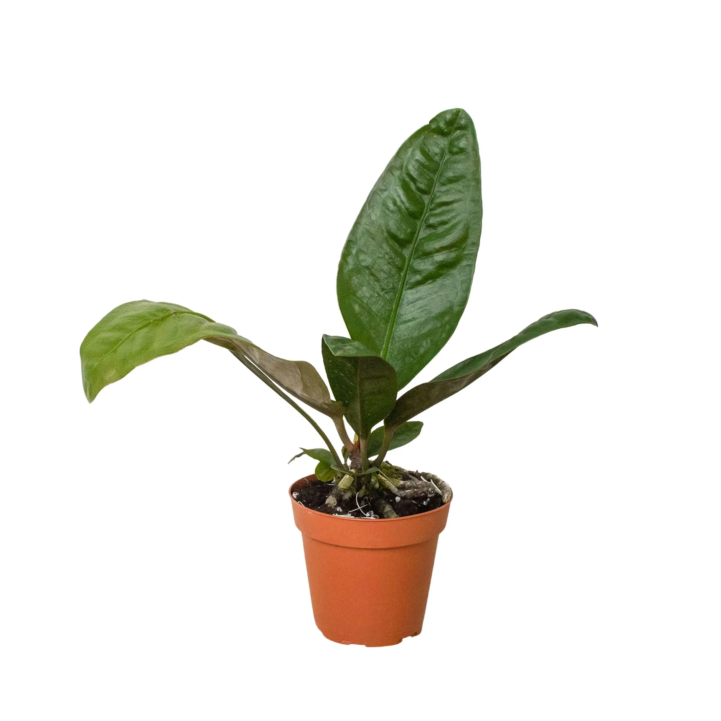 Anthurium Superbum
