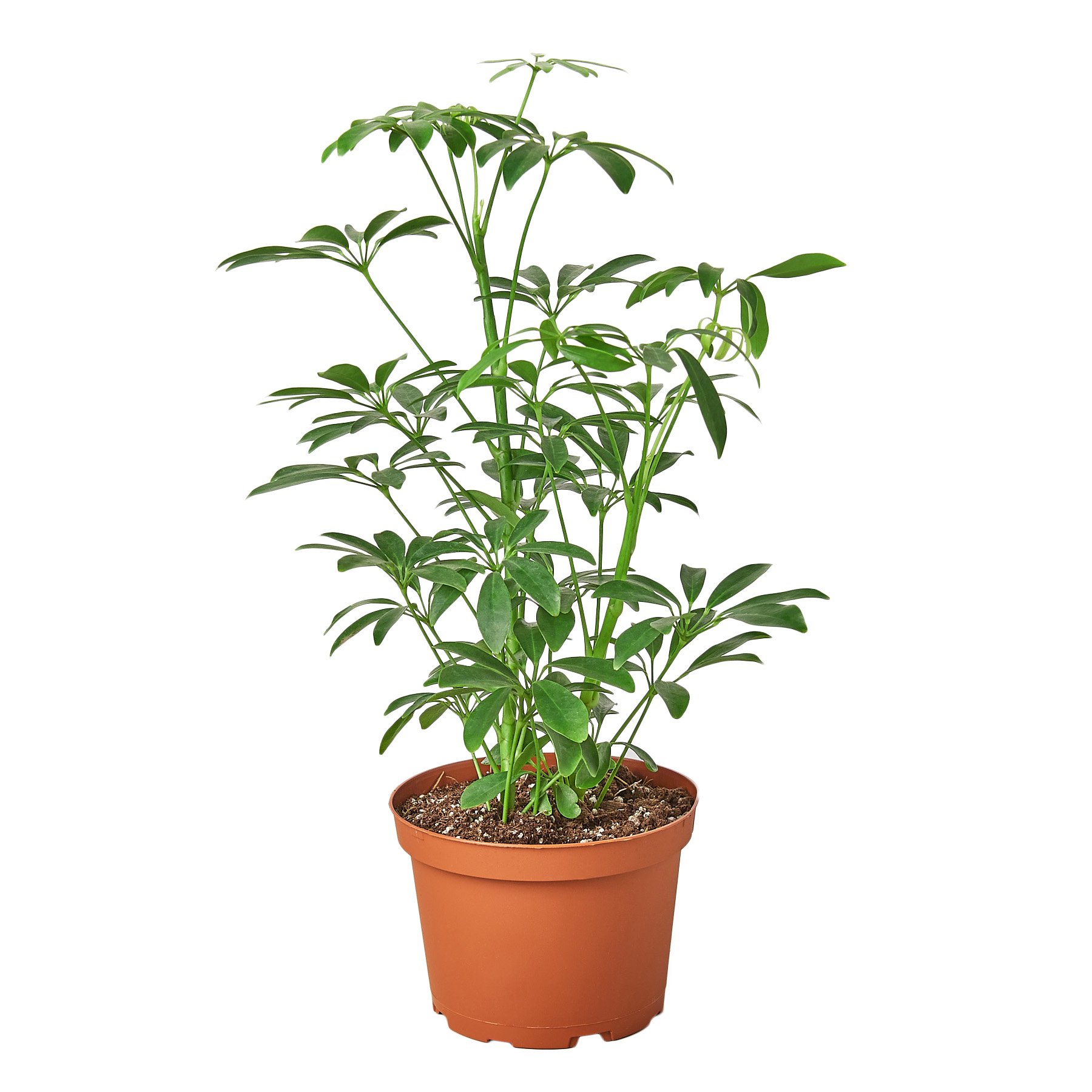 1-Schefflera-Arboricola-6_ 6.jpg