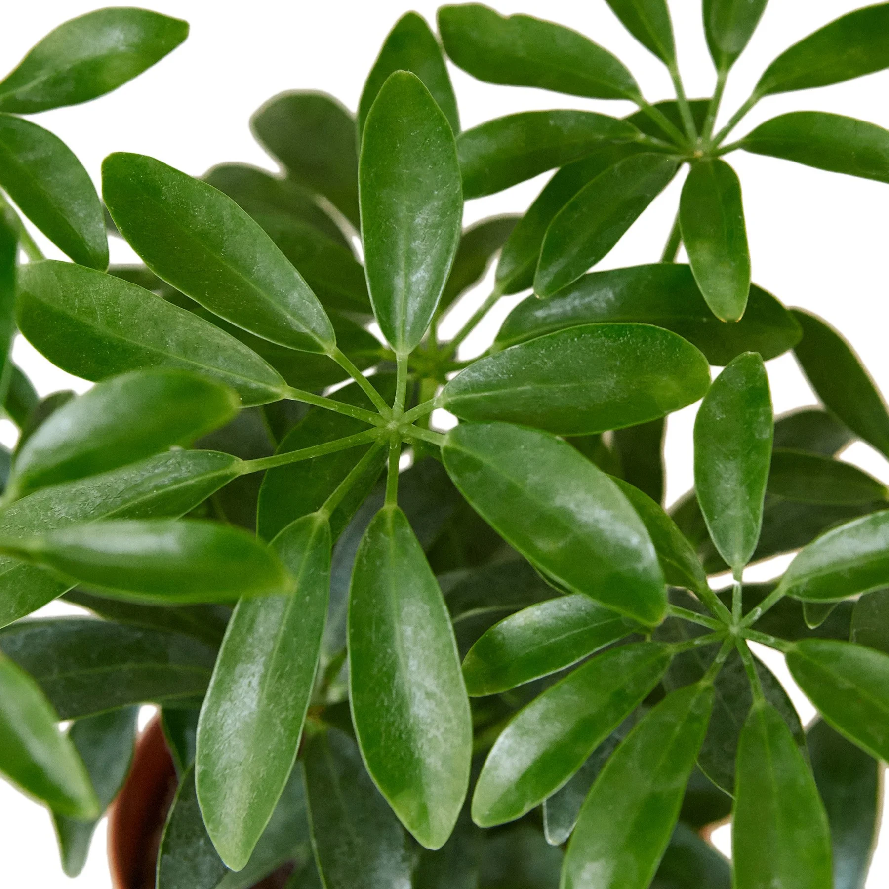 Schefflera Arboricola Aloha Plant Life