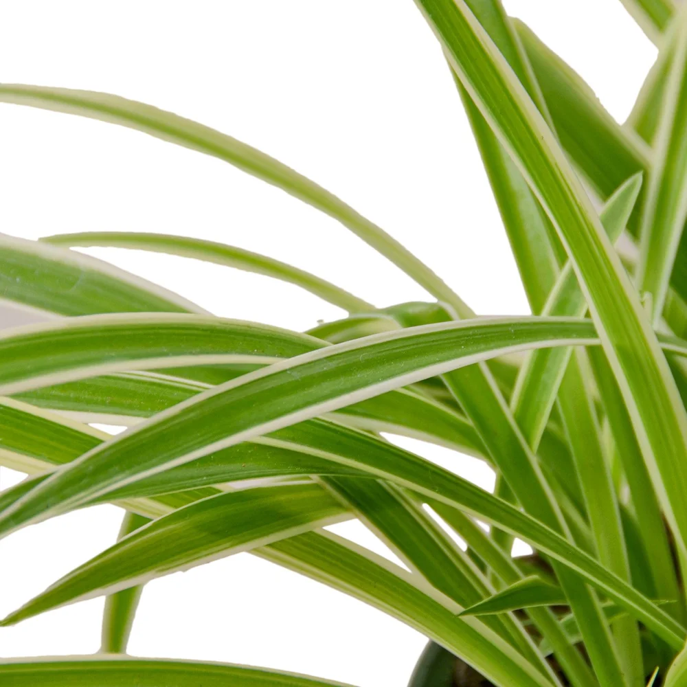 Spider Plant Reverse  Aloha Plant Life