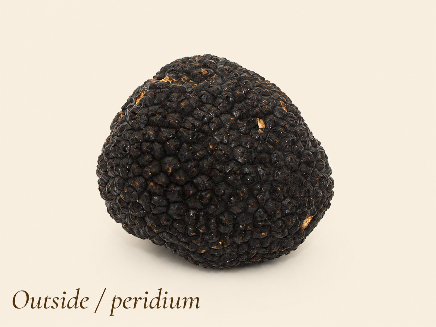 summer truffle peridium