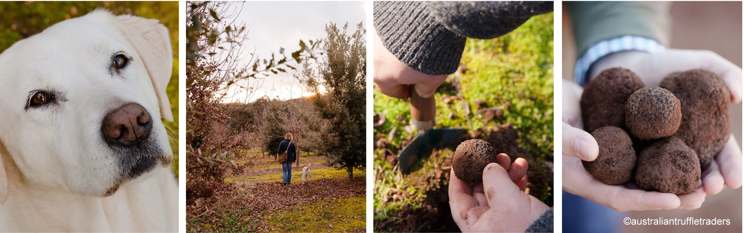 australian truffle traders image