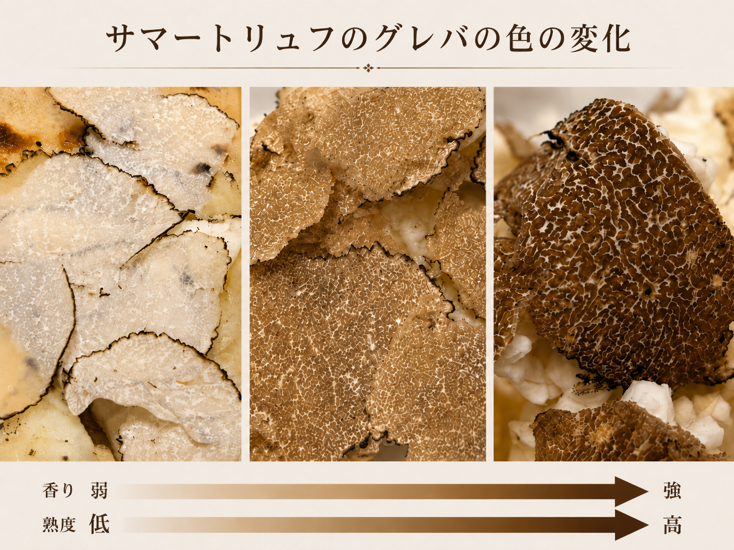 サマートリュフのグレバの色の変化