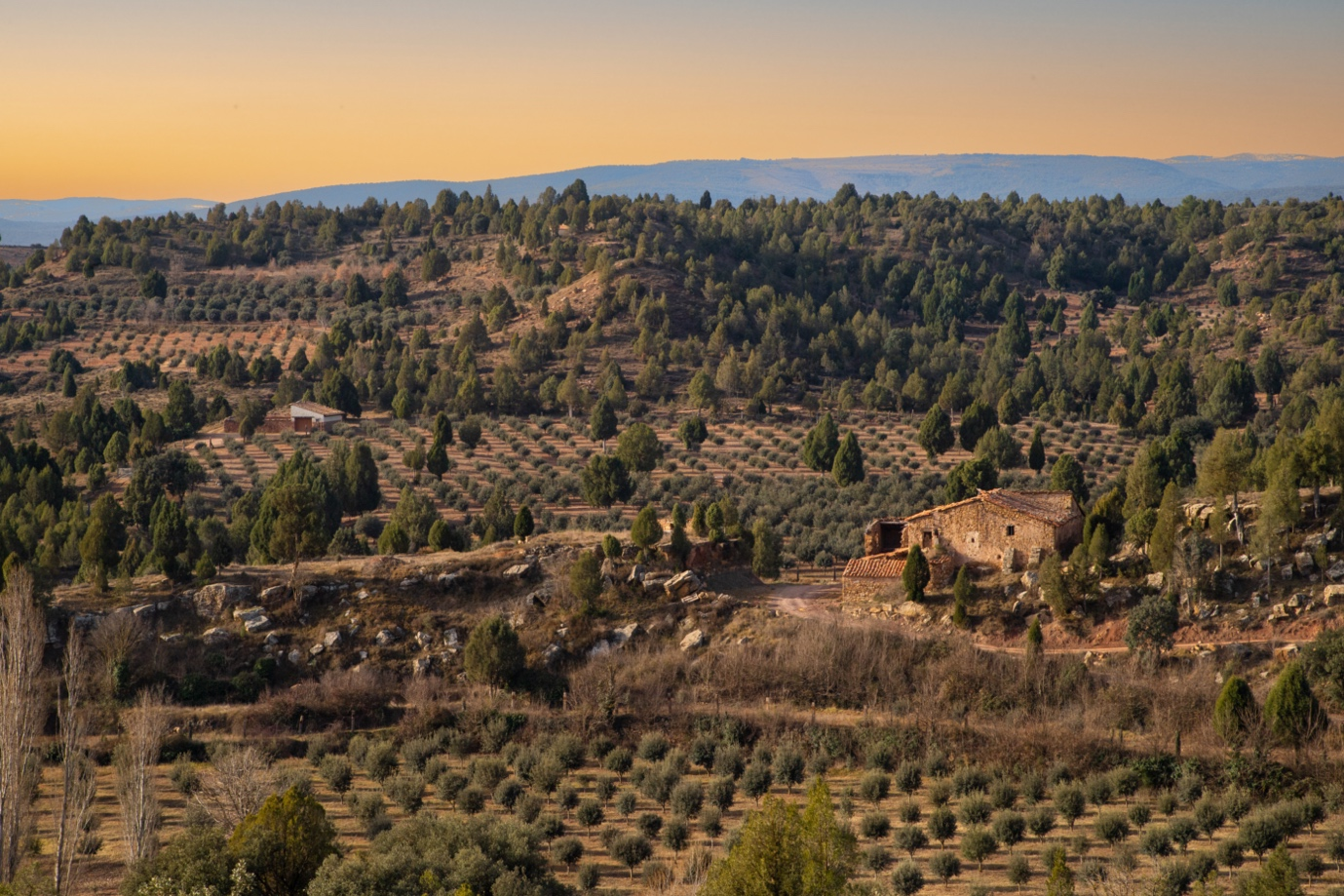 A rural landscape during sunset with rolling hills covered in trees and shrubs, scattered farmhouses, and vineyards in the foreground.