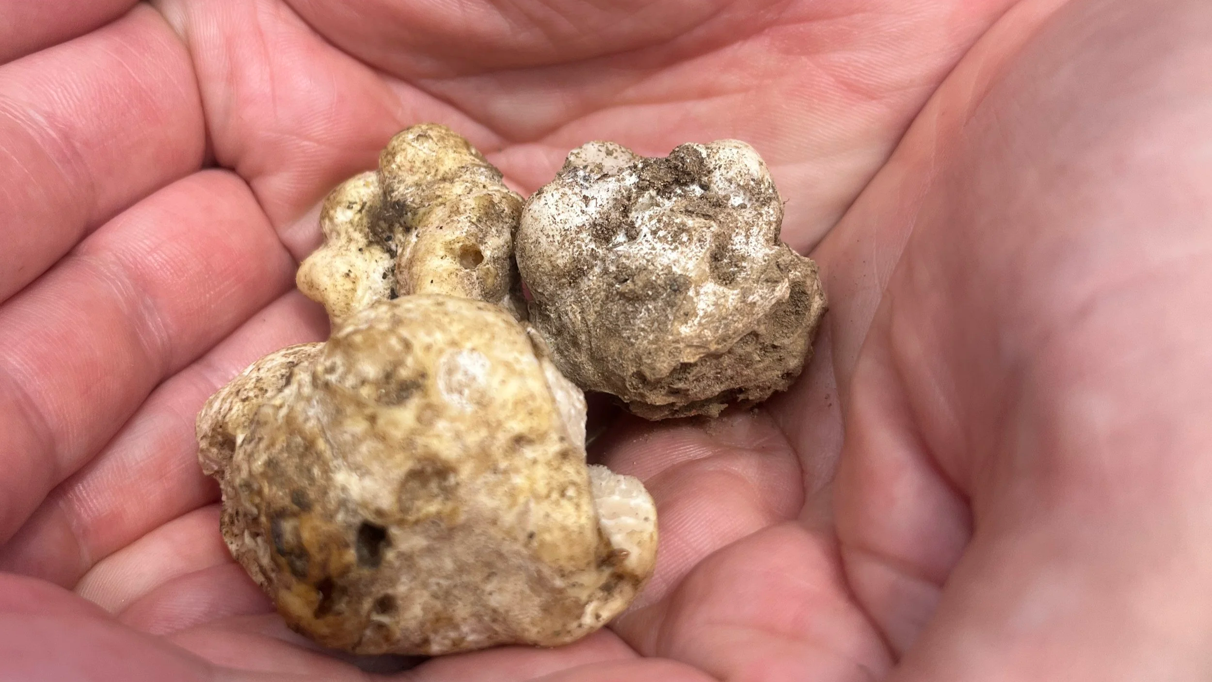 fresh honey truffles
