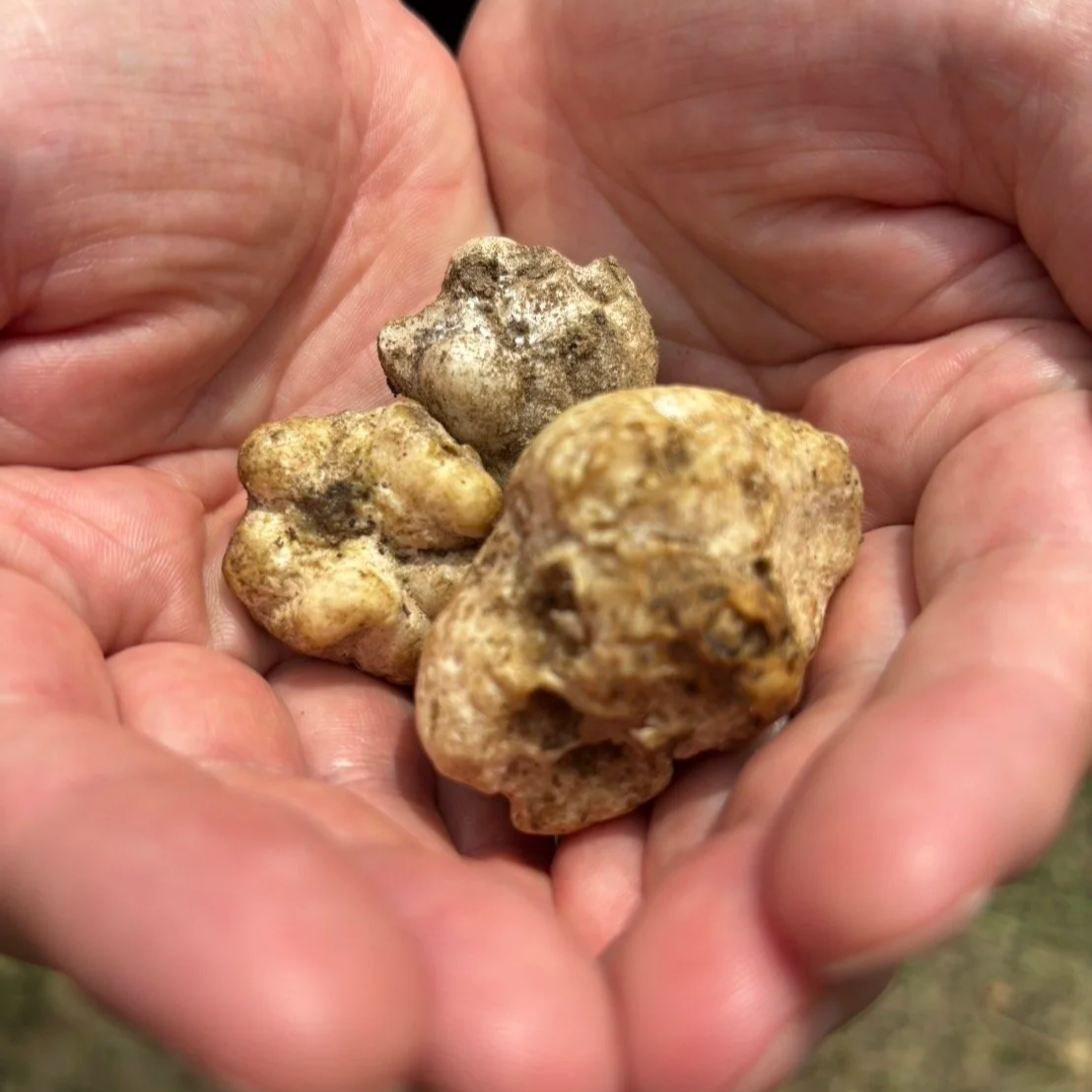 honey truffles in hand