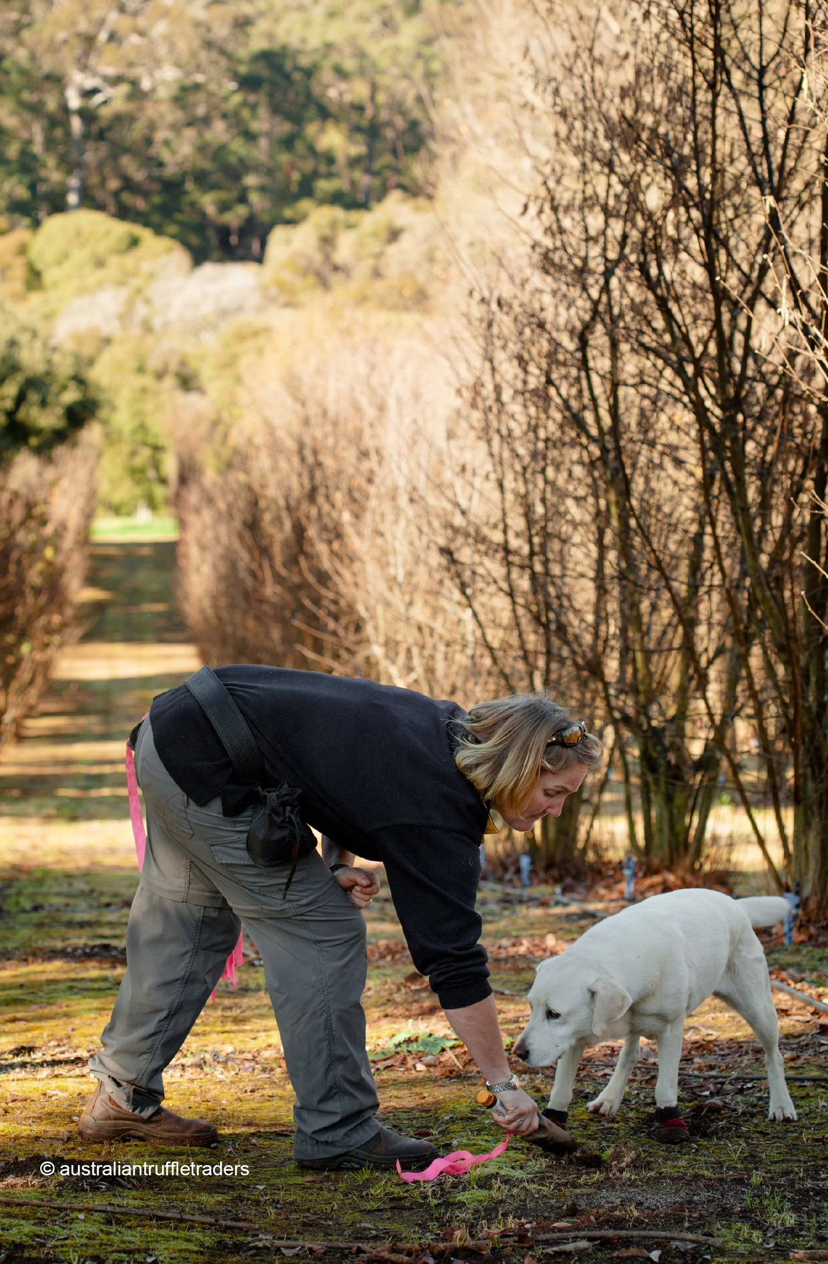 オーストラリアで犬と女性がトリュフを探している様子
