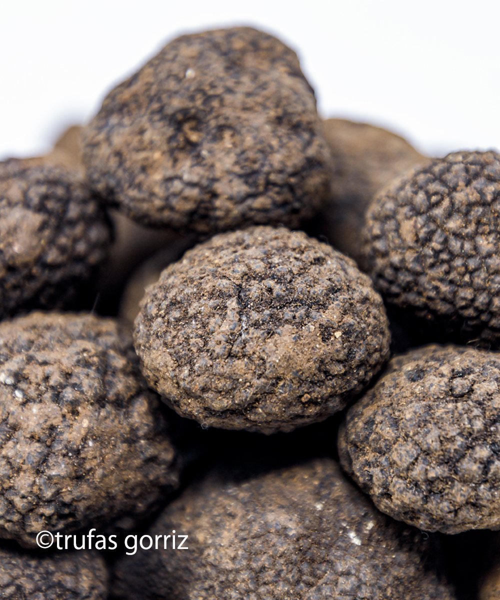テルエル産黒トリュフ
