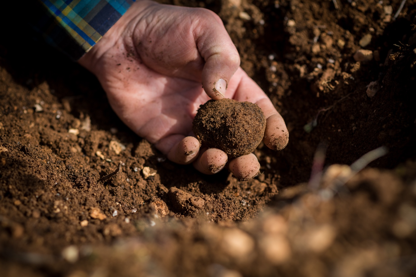 Close-up of a person's hand holding a freshly dug, round potato against a background of brown soil.