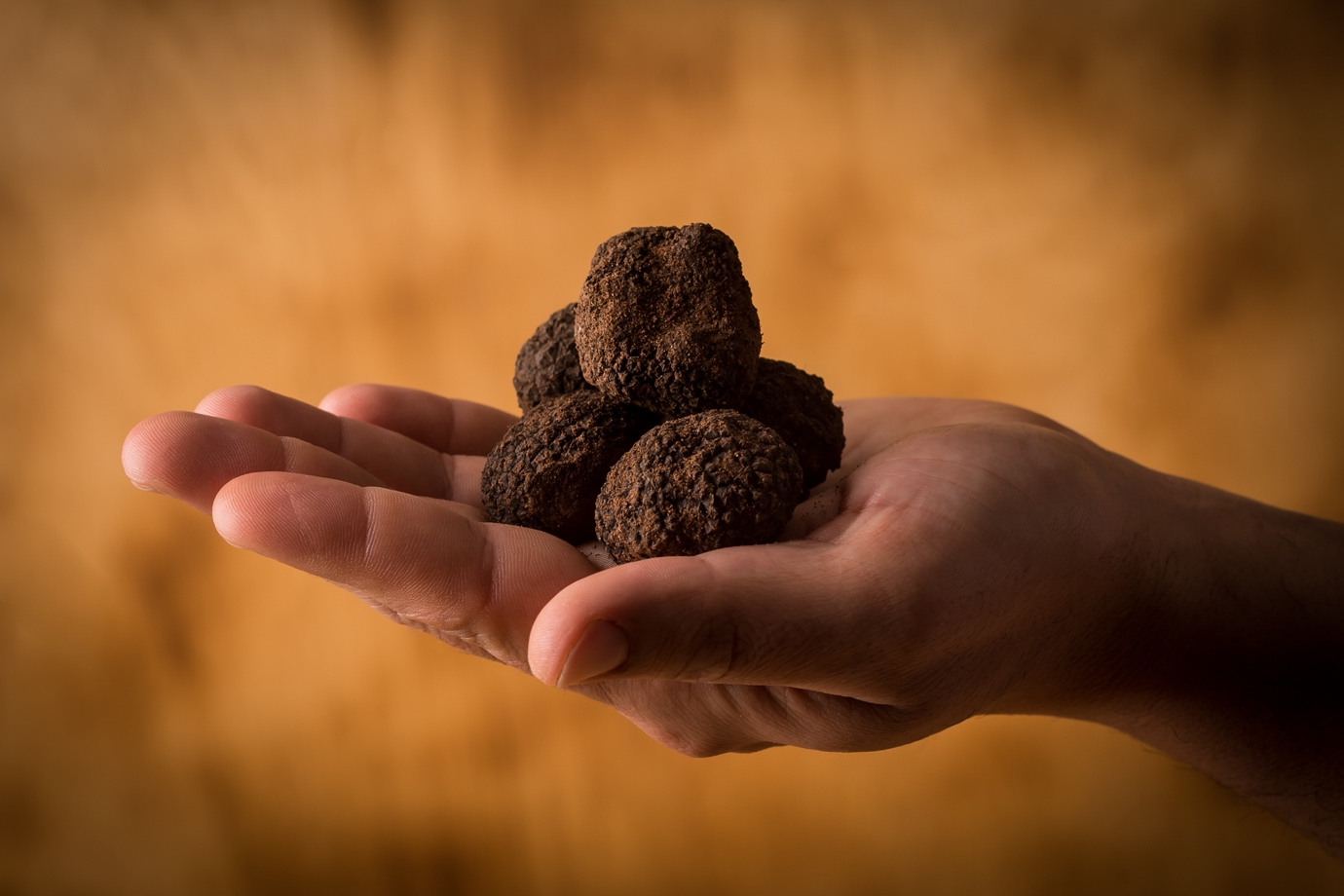A hand holding several black truffles against a blurred yellow-brown background.