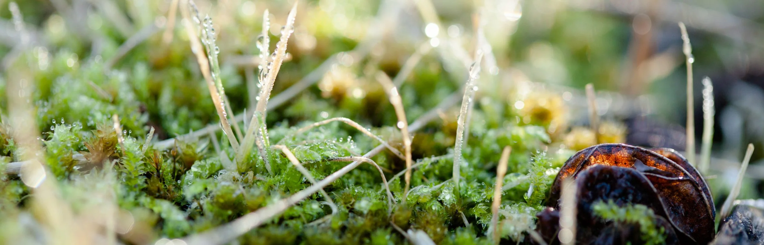 manjimap's forest image