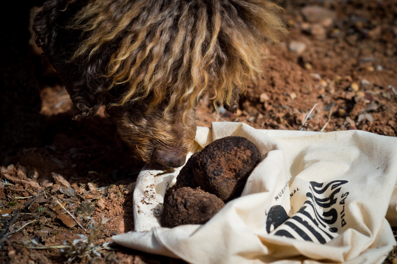 A dog sniffing a tote bag filled with dirt-covered truffles on the ground.