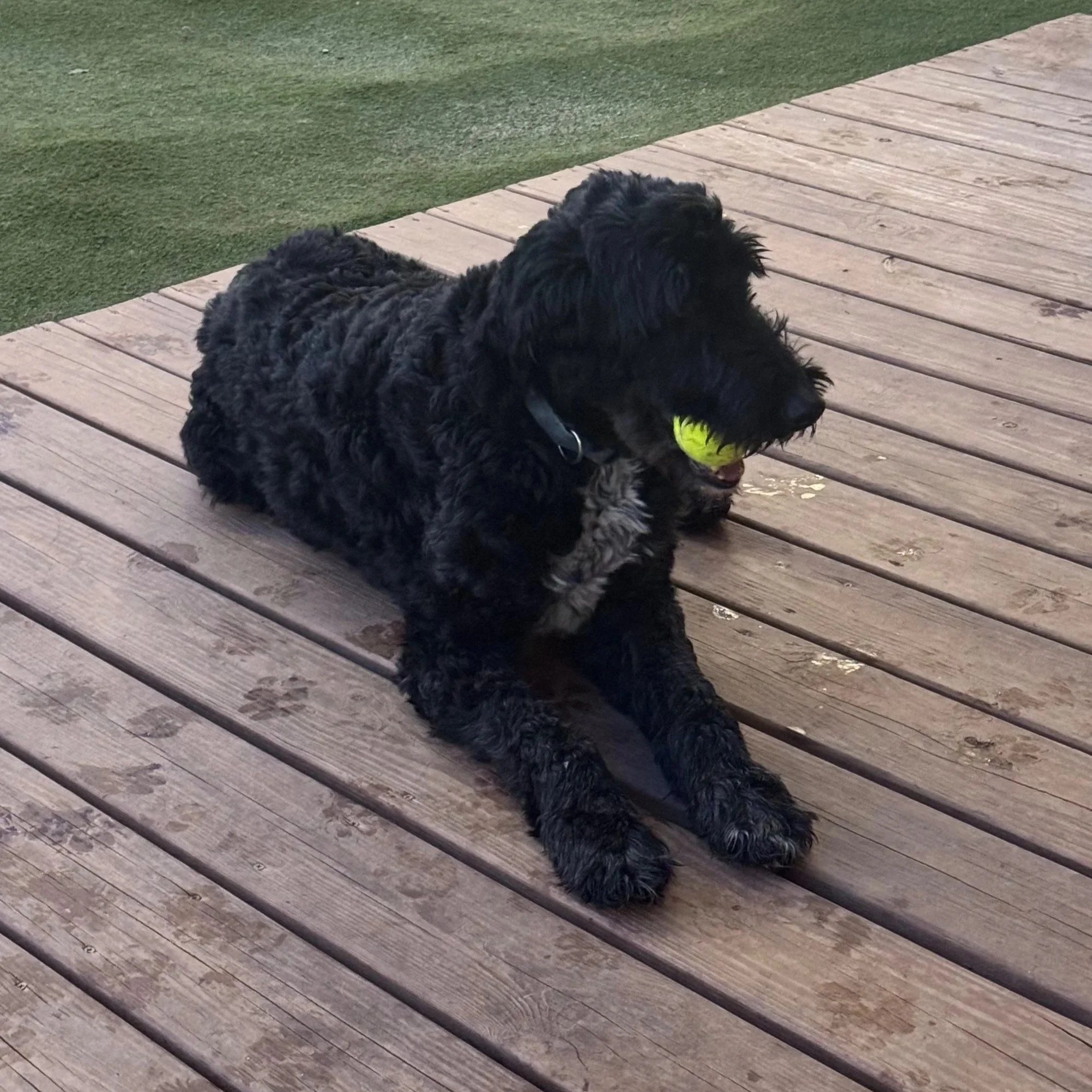 Black curly-haired dog lying on a wooden deck holding a yellow tennis ball in its mouth, with green artificial grass in the background.