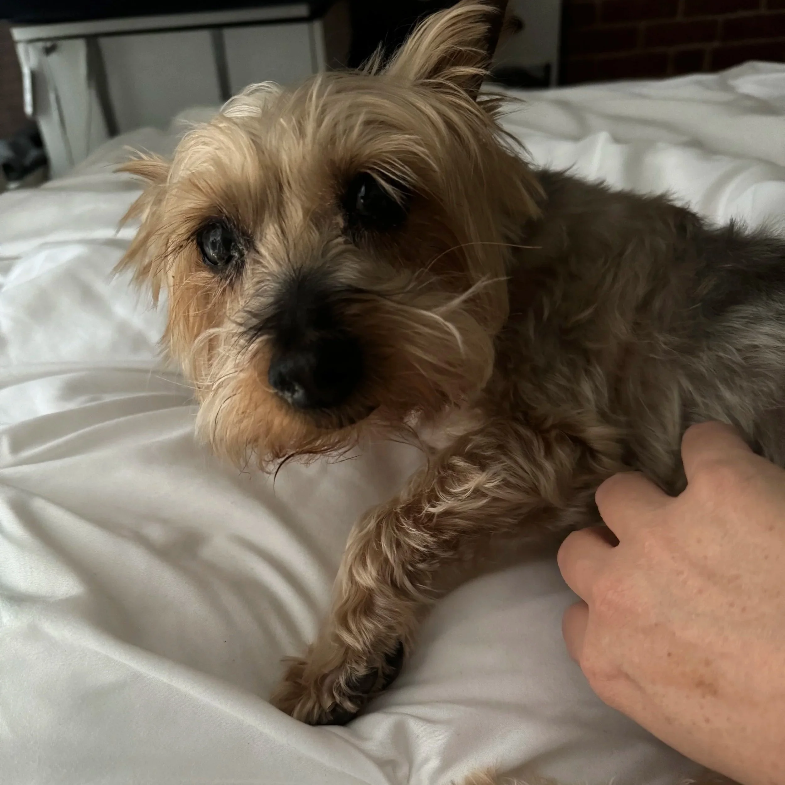 A small tan and black puppy lying on a white bed with a person's hand gently touching its side.