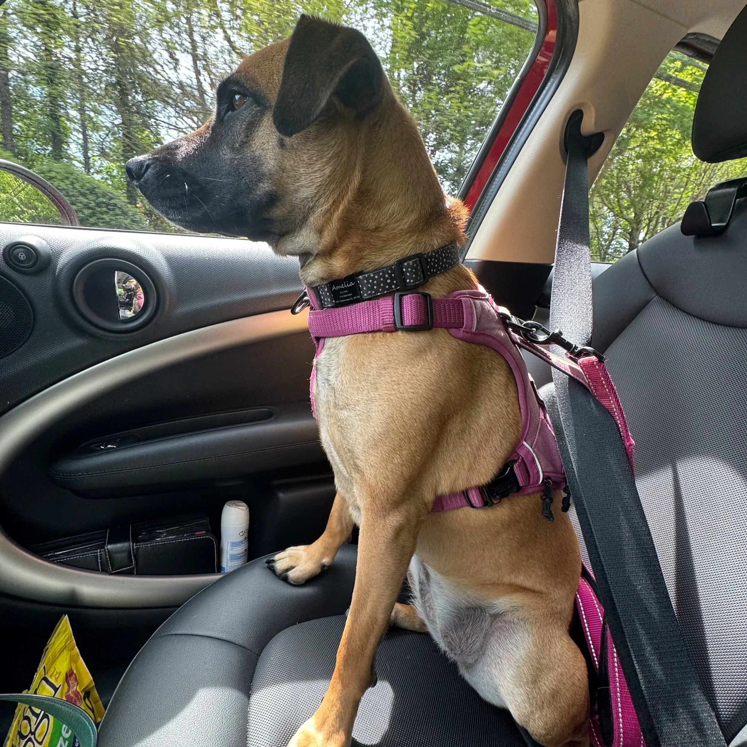 Dog wearing a pink harness sitting in the front passenger seat of a car, looking out the window at the trees outside.