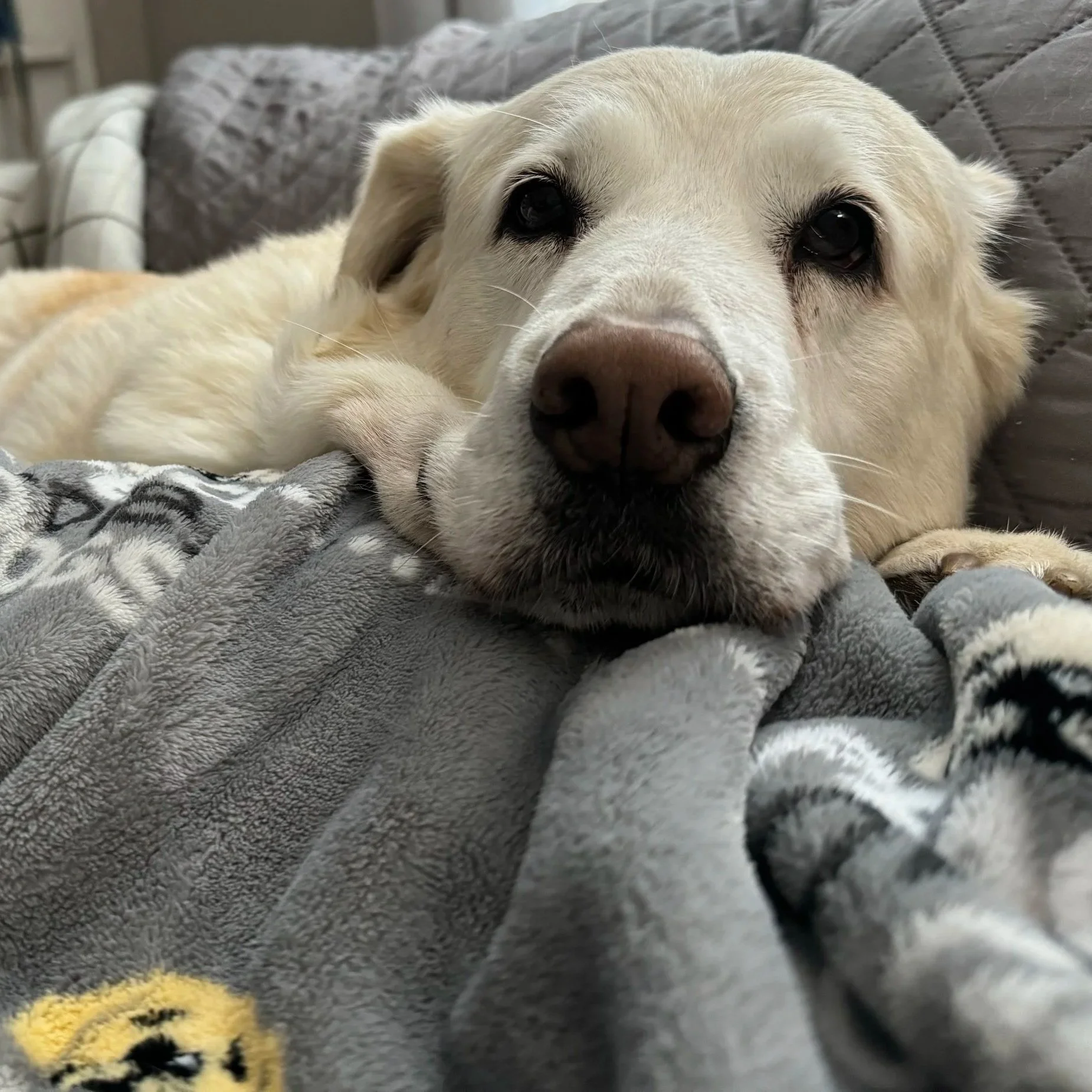 Close-up of a white dog lying on a gray blanket, with a yellow and black patterned stuffed toy nearby.