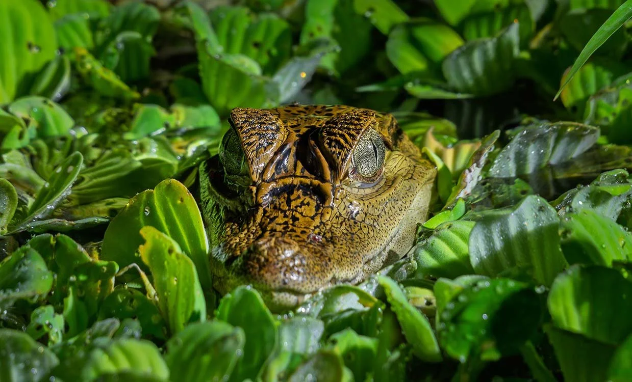 Close-up of a crocodile's head emerging from green water plants.