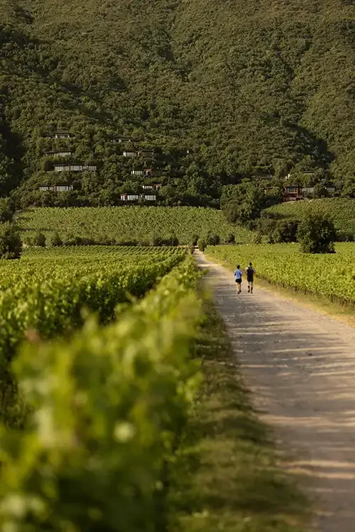 Clos Apalta - trail-running.webp