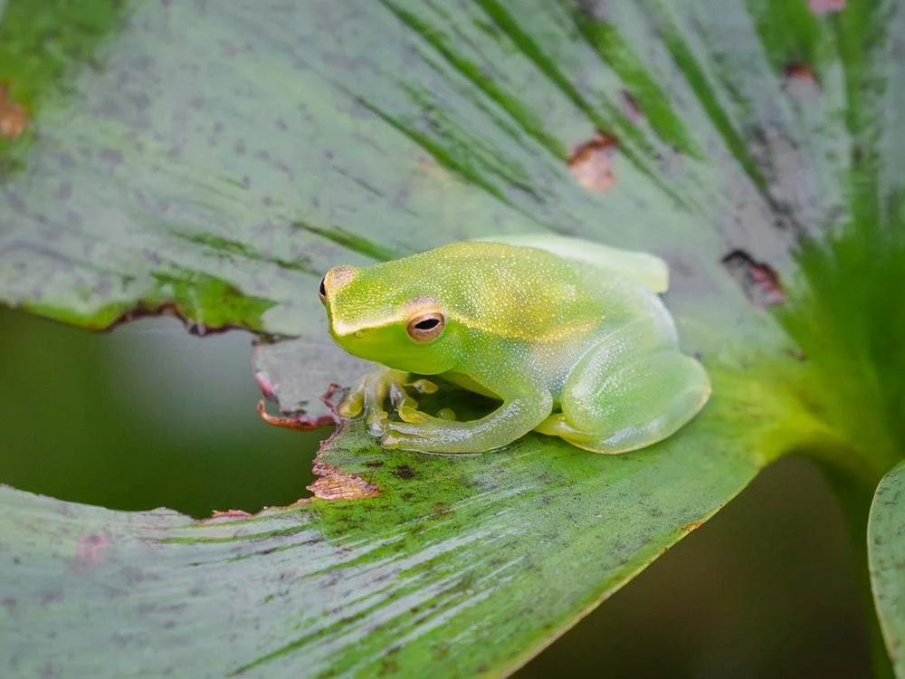 A small green tree frog sitting on a damaged green lily pad.