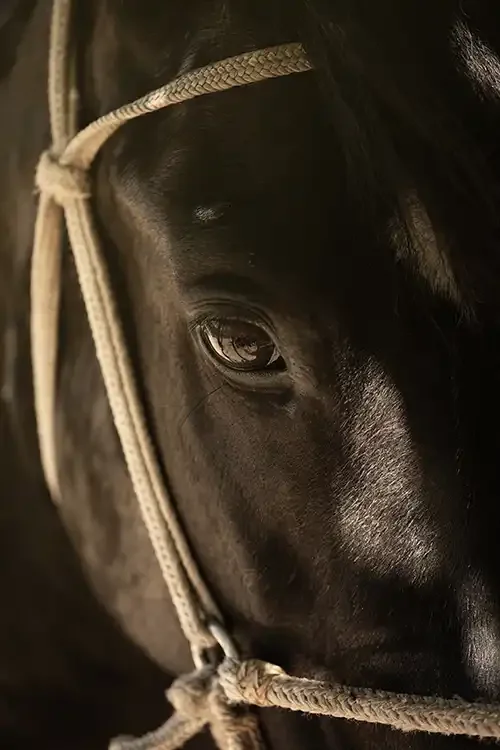 Clos Apalta - horse.webp