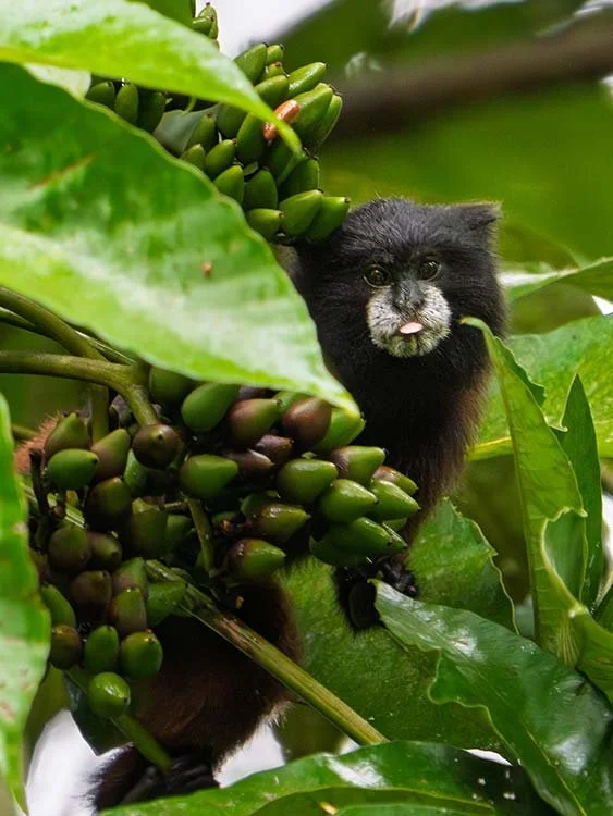A black animal with a human face and tongue sticking out, sitting among green coffee plants with unripe coffee cherries.