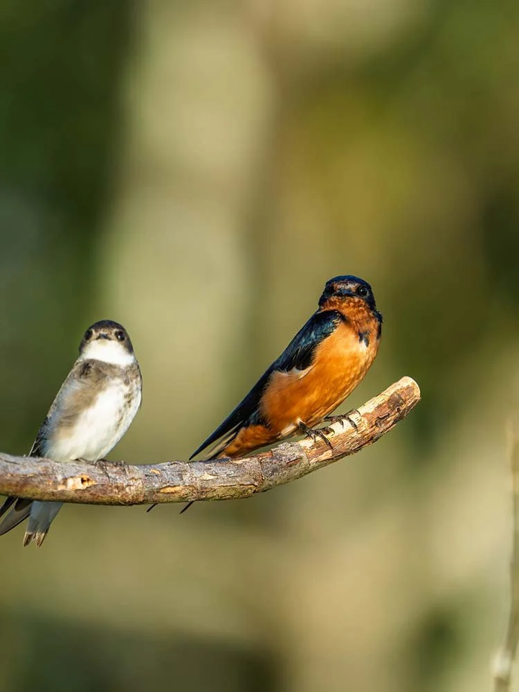 Two small birds perched on a tree branch, one with brown and white plumage, the other with orange and blue feathers, in a natural outdoor setting.