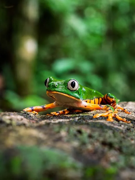 A frog with a green body and orange-striped legs resting on a log in a forest.