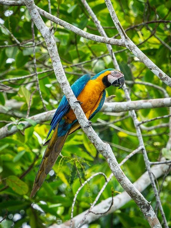 A colorful macaw perched on tree branches in a lush green jungle.