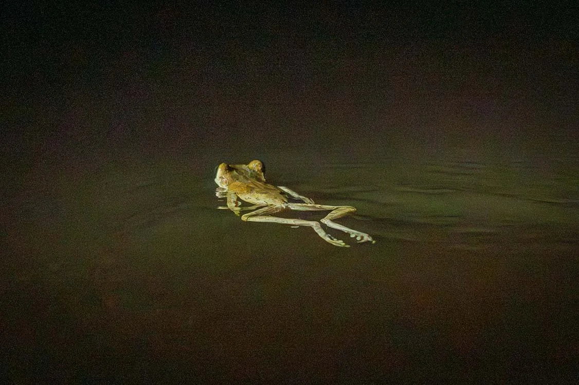 A frog floating on water at night with a dark background.