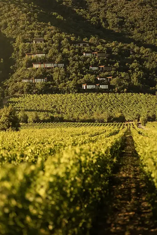 Clos Apalta - vines and villas.webp