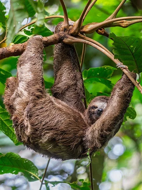 A sloth hanging upside down from tree branches surrounded by green leaves.