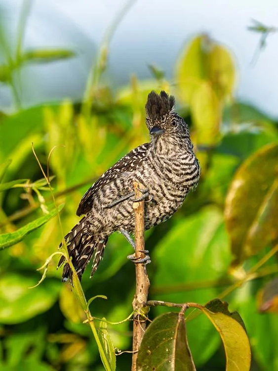 A bird with a spiked crest perched on a branch surrounded by green foliage.