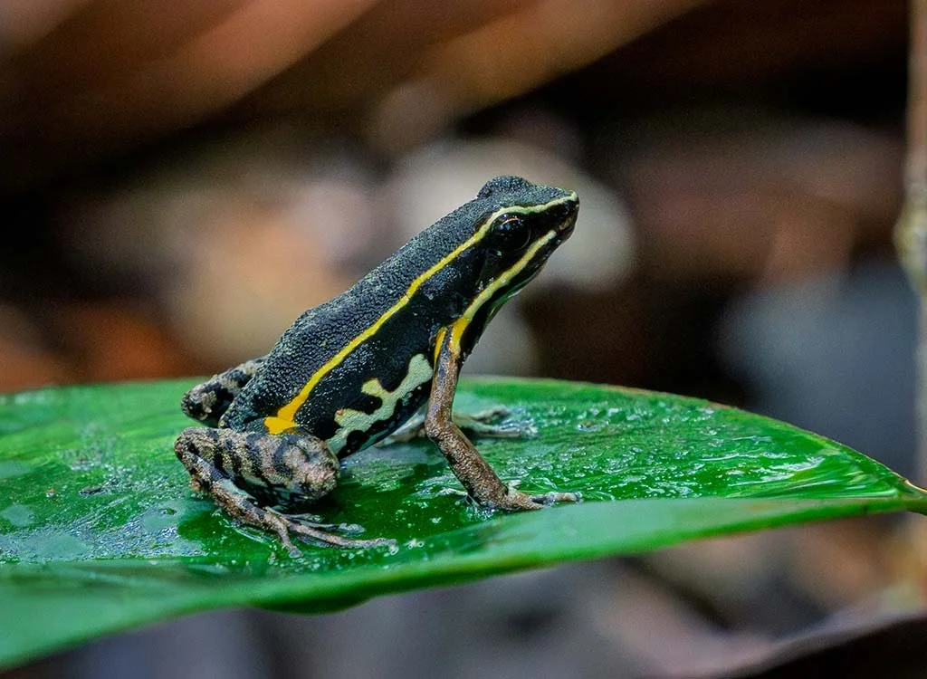 A small frog with black, yellow, and gray markings perched on a wet green leaf in a natural setting.