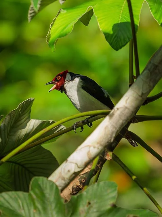 A bird perched on a branch among large green leaves in a dense jungle environment.