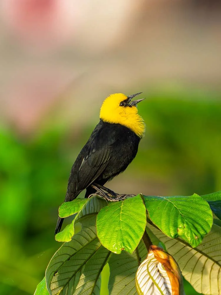 A bright yellow-headed bird with black body singing while perched on green leaves.