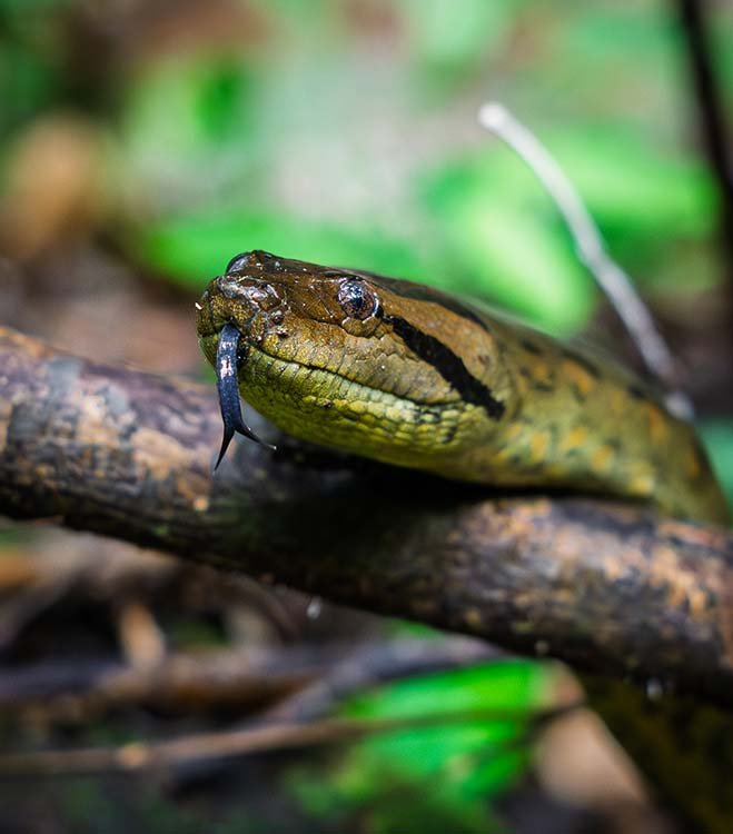 Close-up of a green and brown snake with a black stripe on its head, resting on a branch in a forest setting.