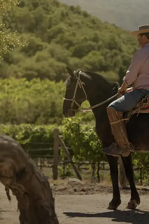 Clos Apalta - hores-riding.webp