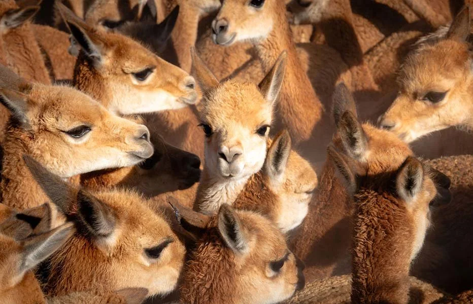 syl-Chaccude-vicunas-Sacred-Valley.jpg