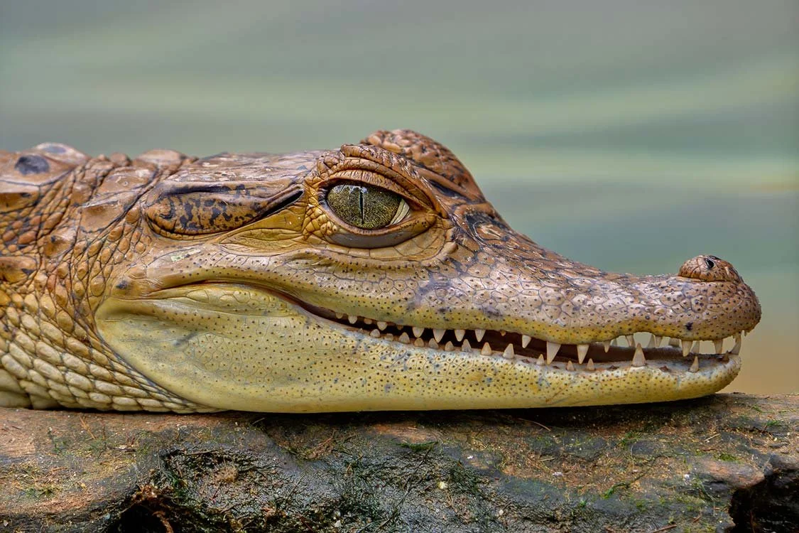 Close-up of a crocodile's head resting on a log, showing its eye, Snout, and teeth.