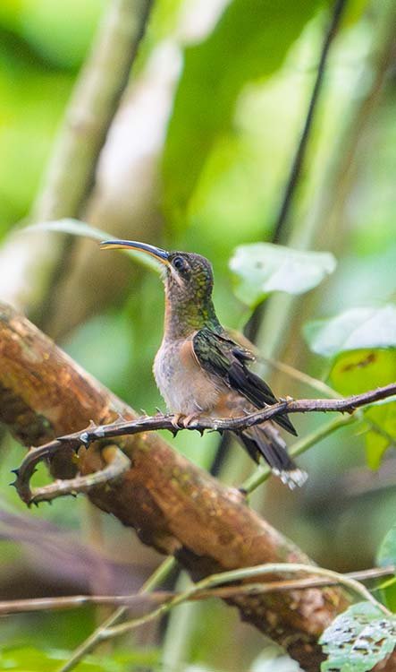 A hummingbird perched on a tree branch in a lush green forest, with a small insect in its beak.