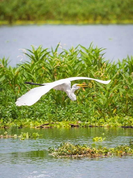 A white heron flying low over a body of water with green vegetation and water plants in the background.