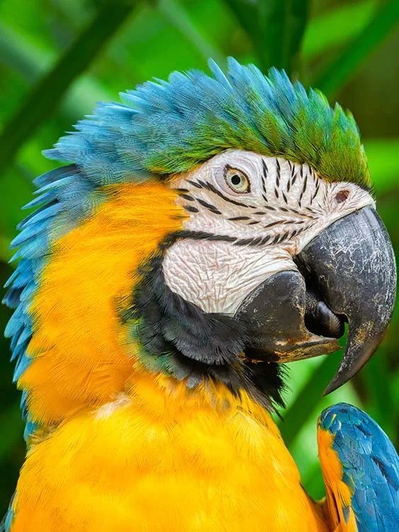 Close-up of a colorful macaw with green, blue, yellow, and orange feathers, set against green foliage.