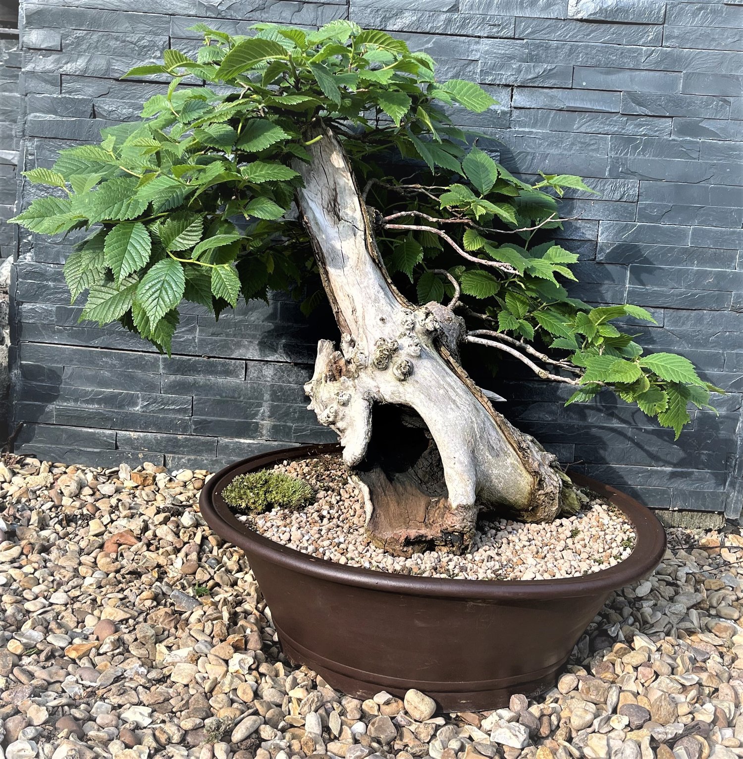 Enchanting English Elm Bonsai Tree with Yamadori Origins, Shari Feature,  and Captivating Hollow Resembling a Face — GG Evergreen Bonsai