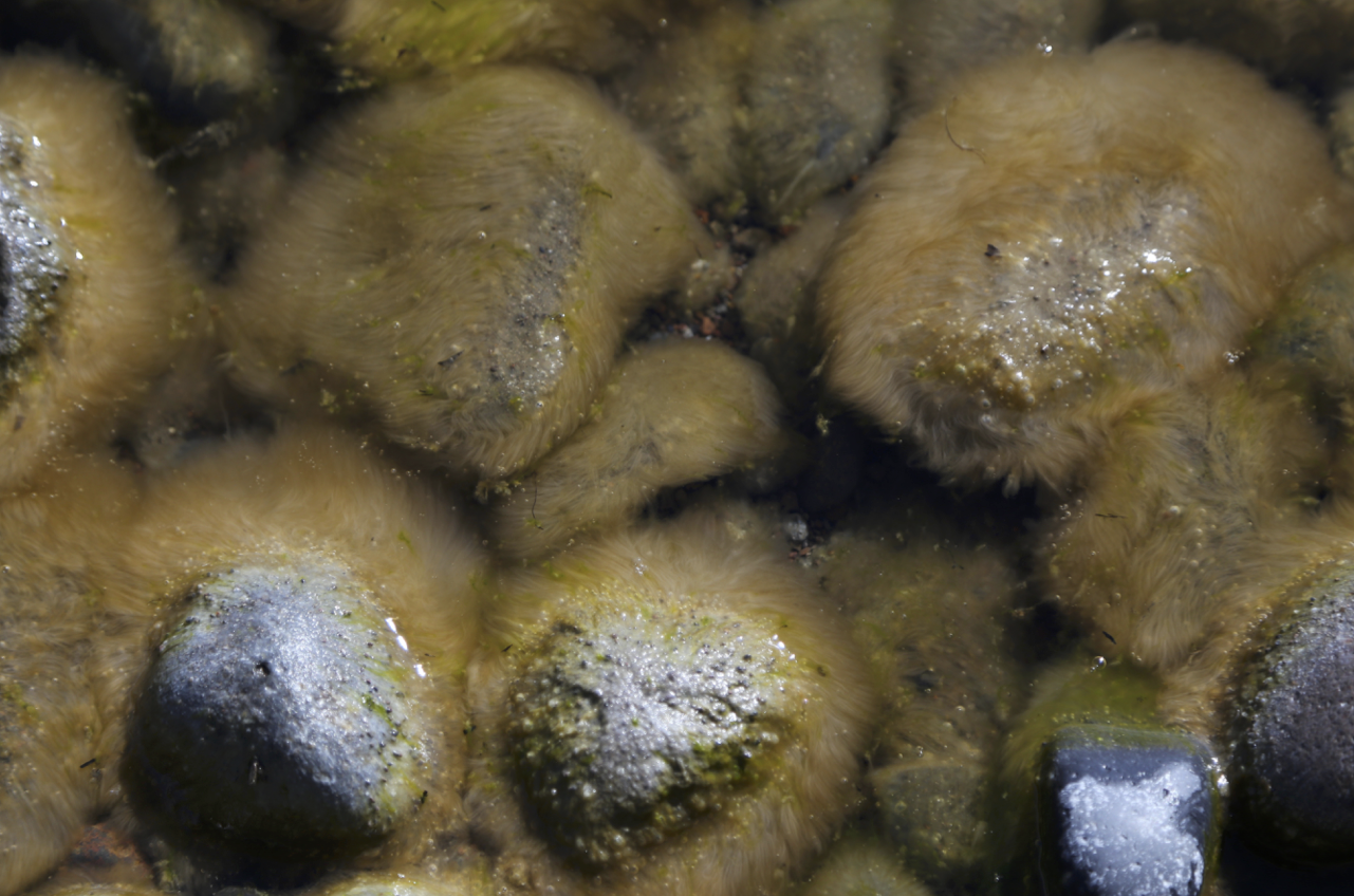 Slimy Rocks Action Initiatives β Tahoe Clean Air