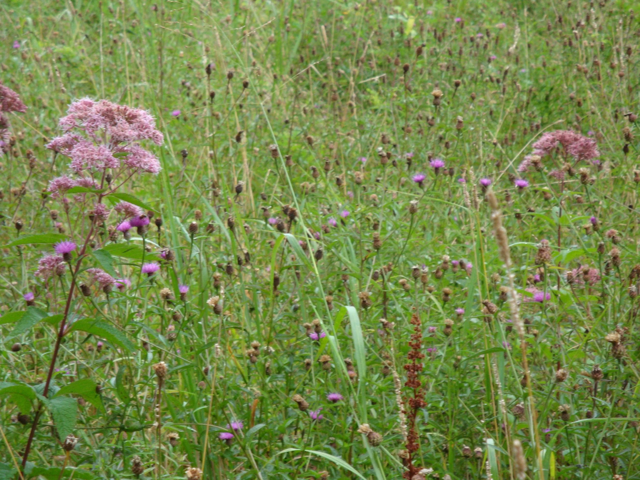 knapweed_12842851003_o.jpg